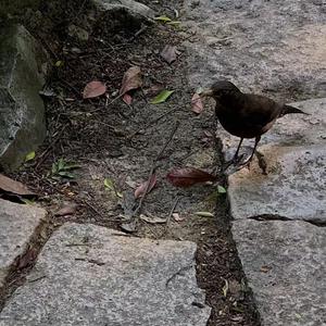 冢本亨利农村剧
